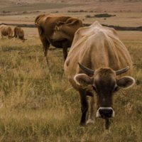 alcp-cows