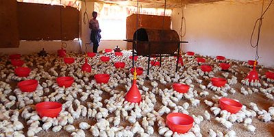 CASA-Poultry-1(s).jpg