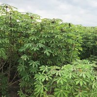 cassava-BASICS