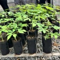 cassava