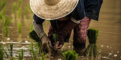 eduardo-prim-3u51-uLQICc-unsplash-riceField.jpg