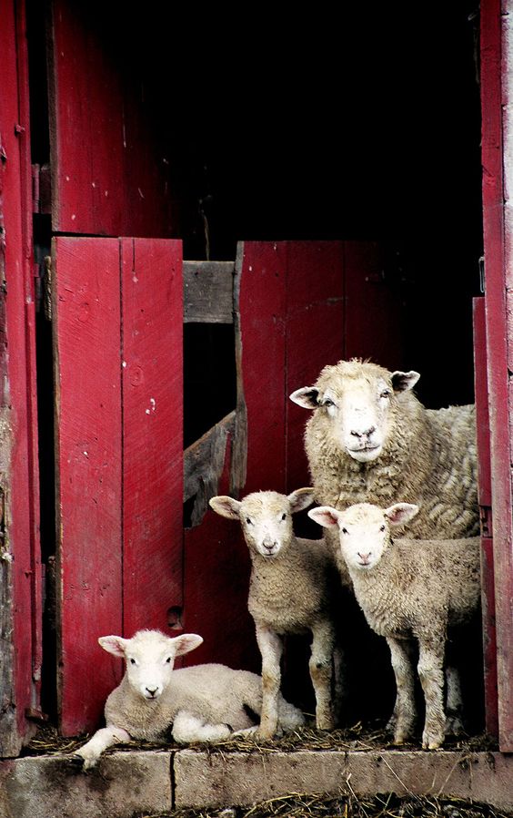 histoire de la laine