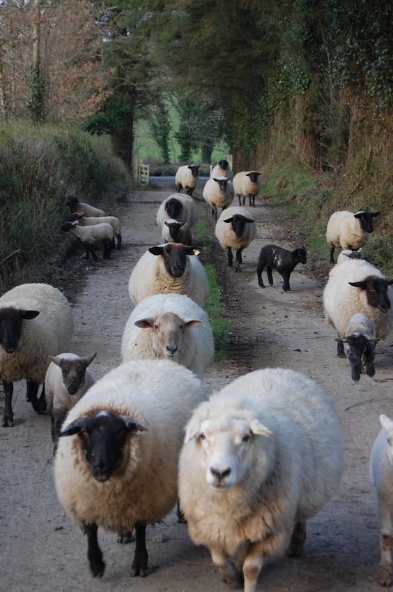fabrication laine mouton