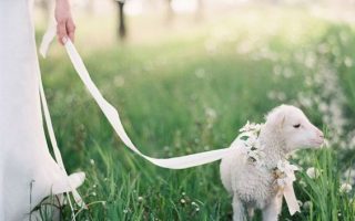 Quel animal produit la plus belle qualite de laine cachemire