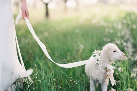 Quel animal produit la plus belle qualite de laine cachemire